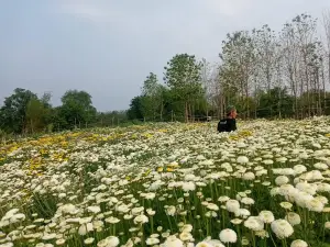 Li