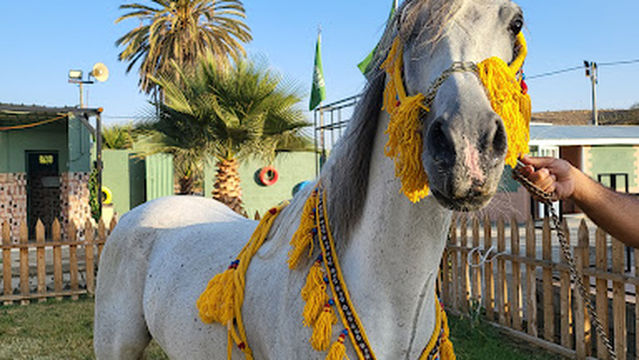 Knights of the South Club