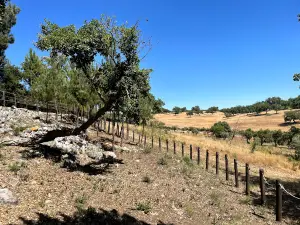 Pinturas Rupestres do Abrigo de Vale de Junco/ Lapa dos Gaivões
