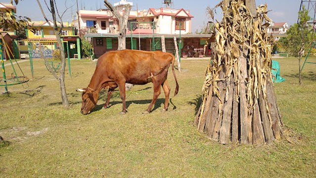 Tiger Lily Petting farm