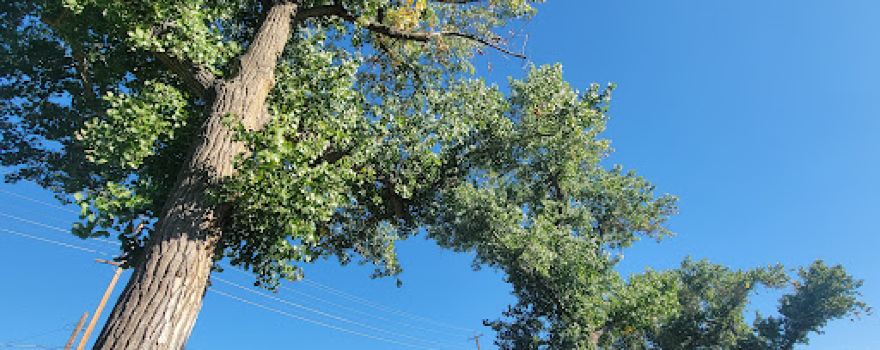 Laura Mills Park