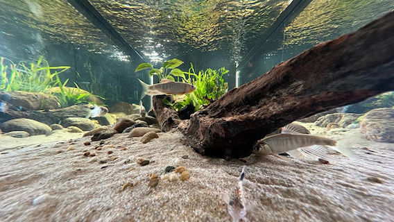 Fins Aquaworld Aquarium