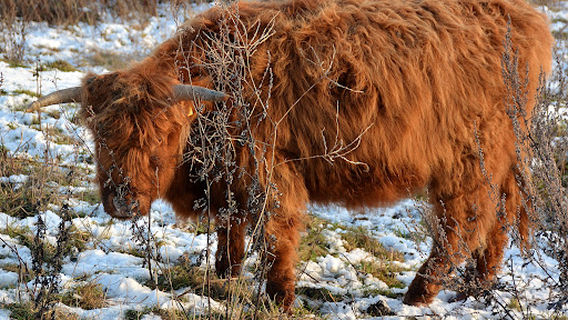 National Trust - Penshaw Monument