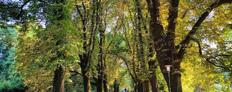 Park Miejski
