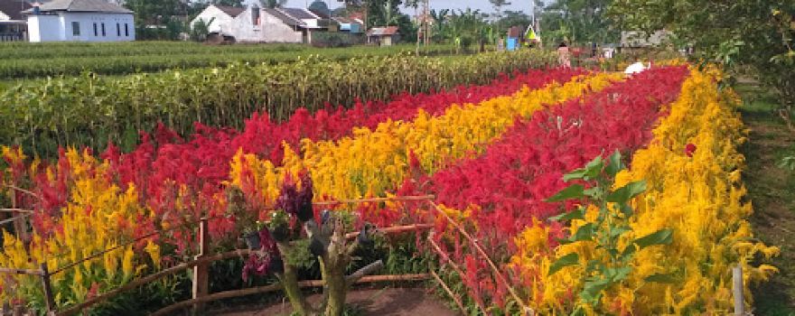 Taman Bunga Kampung Jambu