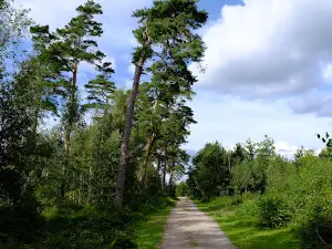 Bøtøskoven