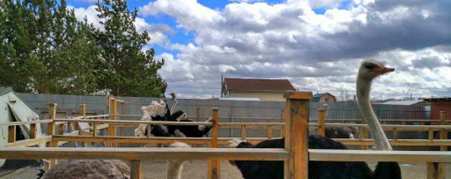 Strauszoopark