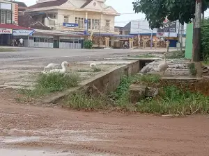 Simpang Tiga Tugu Macan, Mesuji