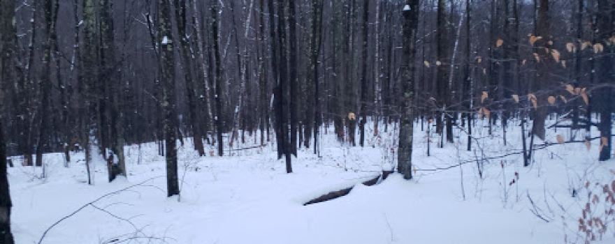 Sherman Brooks Campsite