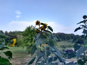 Pure Bliss Ranch