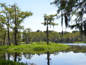 Bladen Lakes State Forest