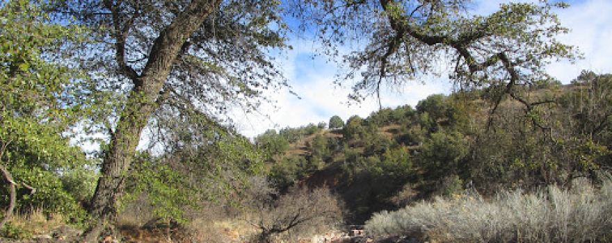 Gardner Canyon Rd. Dispersed Campsite