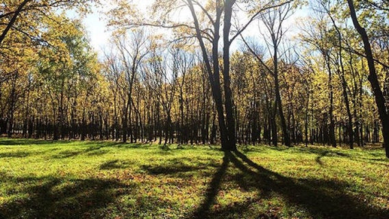 Park "Oak Grove"