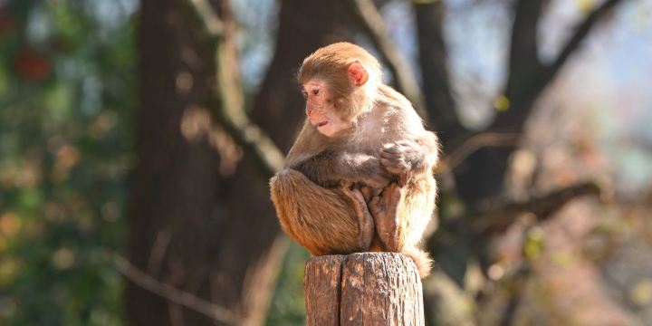 Hangzhou Zoo