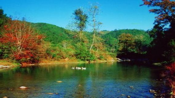 Jiulong Bamboo Sea Park