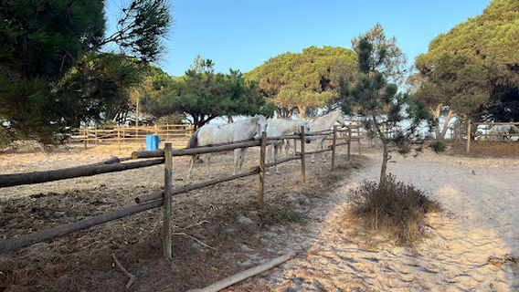 Passeios a Cavalo na Praia (Melides)