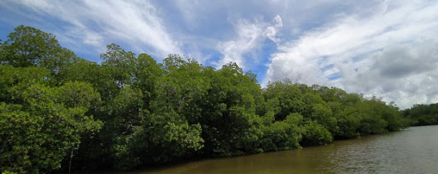 Mangrove Park Sebubus Paloh