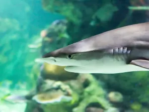 SEA LIFE Brighton