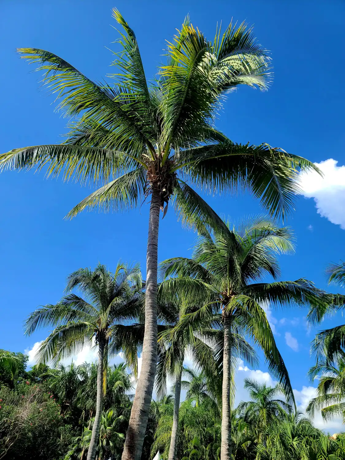 Hotels near Hacienda Tres Rios Resort, Spa, & Nature Park