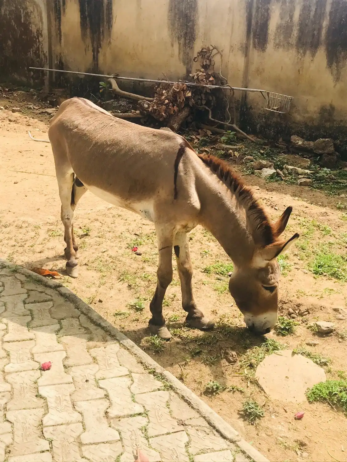Hotels near University of Ibadan, Zoological Garden