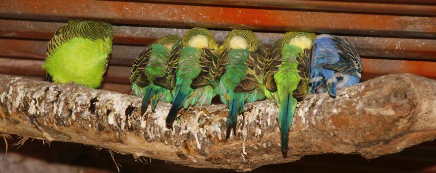 Vogelpark Heiligenkirchen