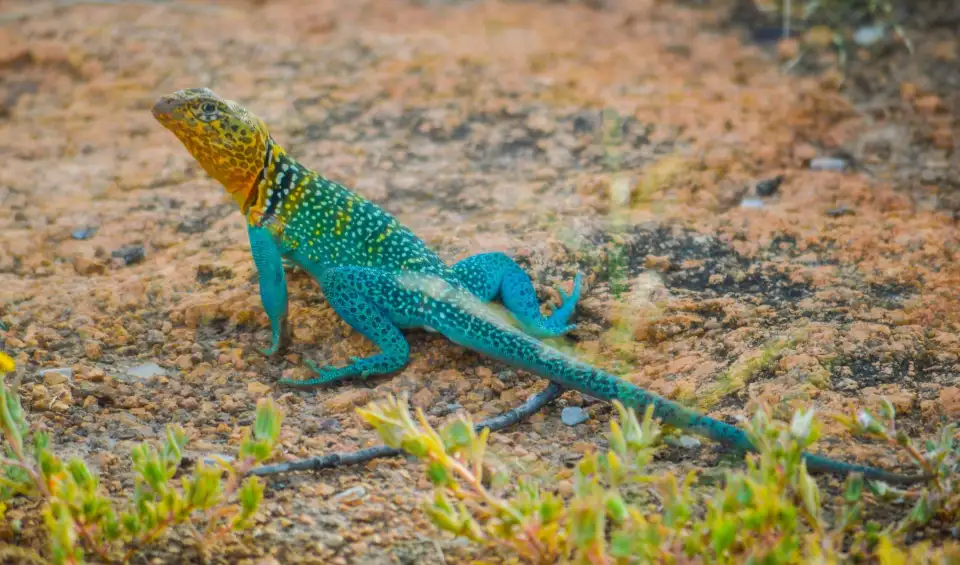 2_Wichita Mountains Wildlife Refuge