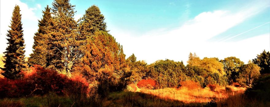 Hortus Botanicus Haren
