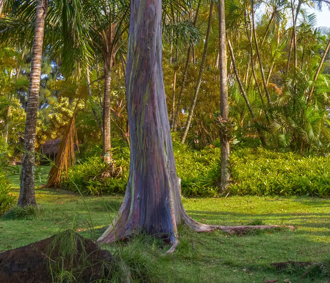 Hotels near McBryde & Allerton Gardens, National Tropical Botanical Garden