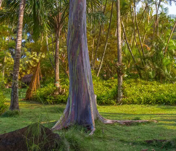 Hotels near McBryde & Allerton Gardens, National Tropical Botanical Garden