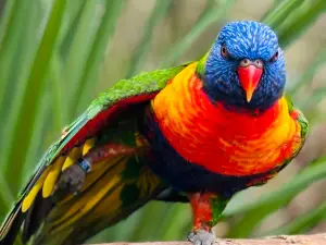 Wingham Wildlife Park