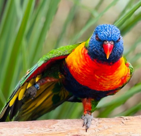 Wingham Wildlife Park