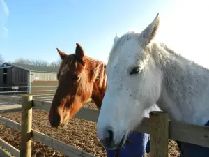 Bransby Horses Rescue and Welfare