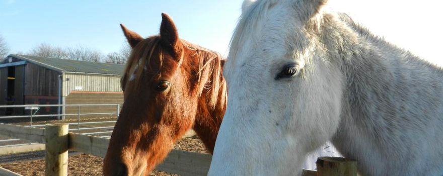 Bransby Horses Rescue and Welfare
