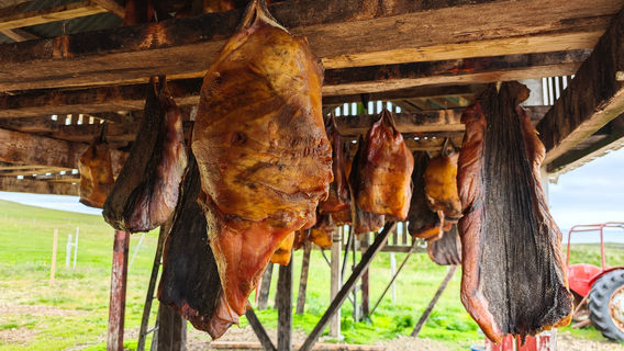 Bjarnarhofn Shark Museum
