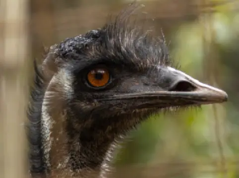 Cooberrie Park Wildlife Sanctuary