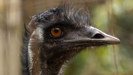 Cooberrie Park Wildlife Sanctuary