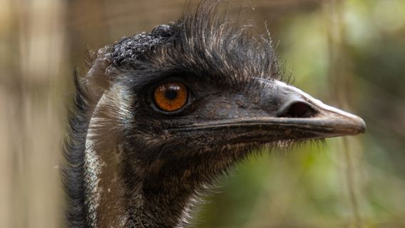 Cooberrie Park Wildlife Sanctuary