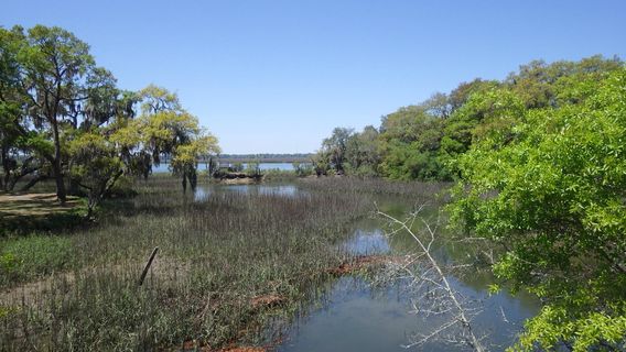 Spanish Moss Trail