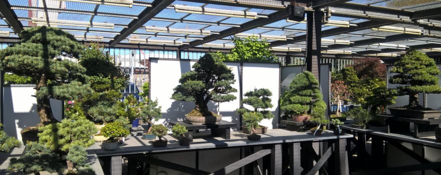 Crespi Bonsai