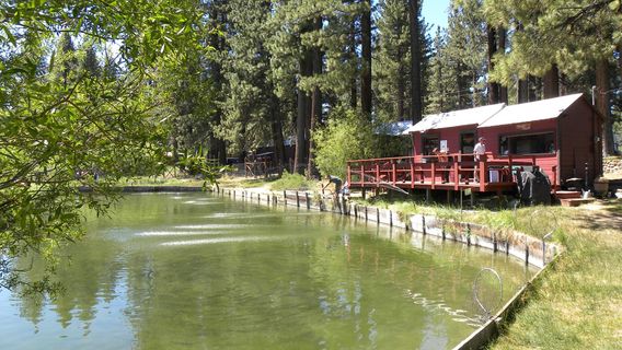 Tahoe Trout Farm