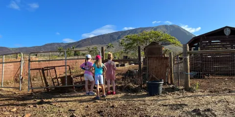 Maui Animal Farm