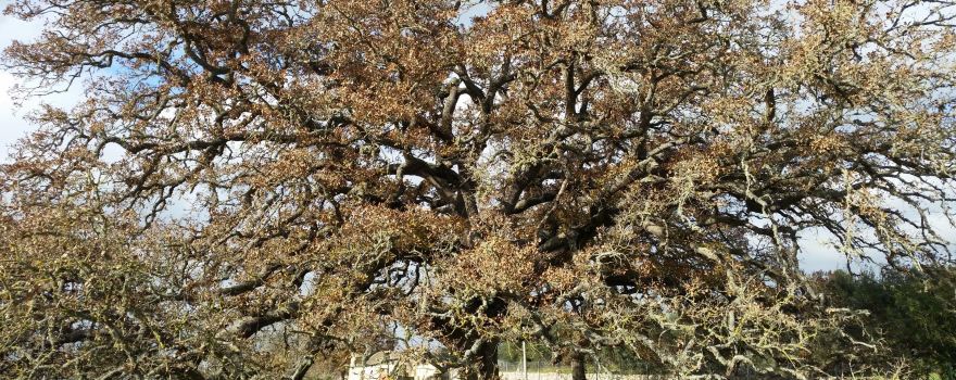 Quercia Vallonea