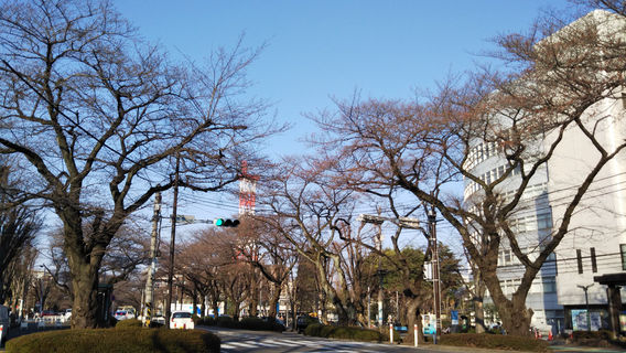 Sagamihara City Hall Sakura Street