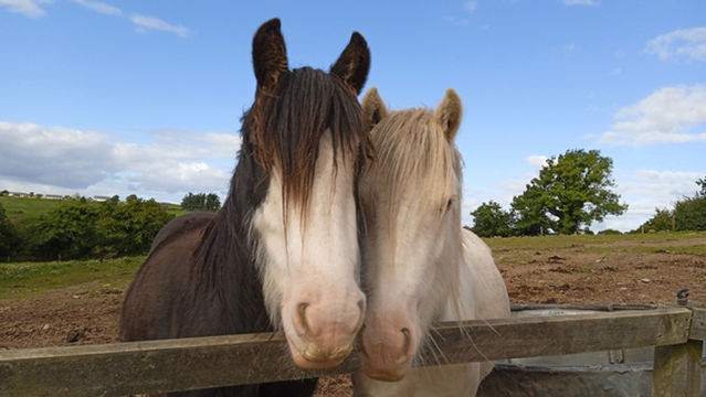 Lee Valley Equestrian Centre