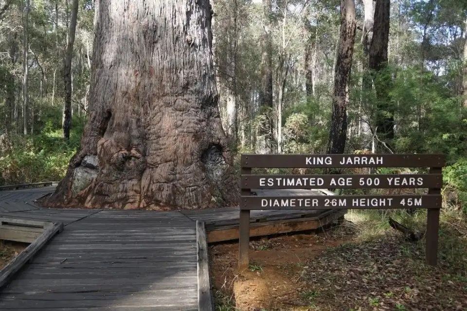 2_King Jarrah Tree