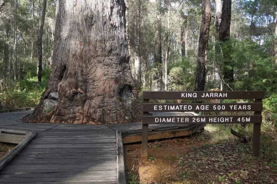 2_King Jarrah Tree