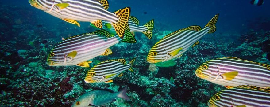 Miyaru Folhudhoo Divers