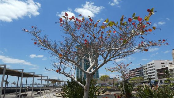Arrecife