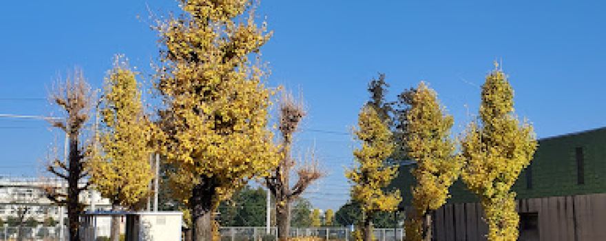Fujiyama Park