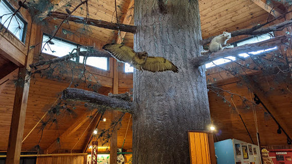 Southern Forest World